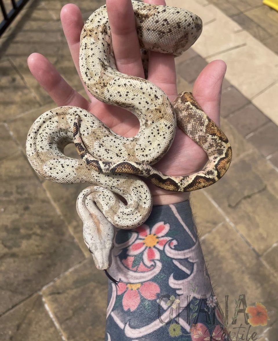 Boa